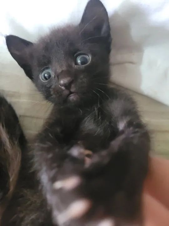 Doa-se Gatinhos pretos - Foto 4