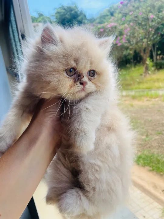 Gato persa  - Foto 4