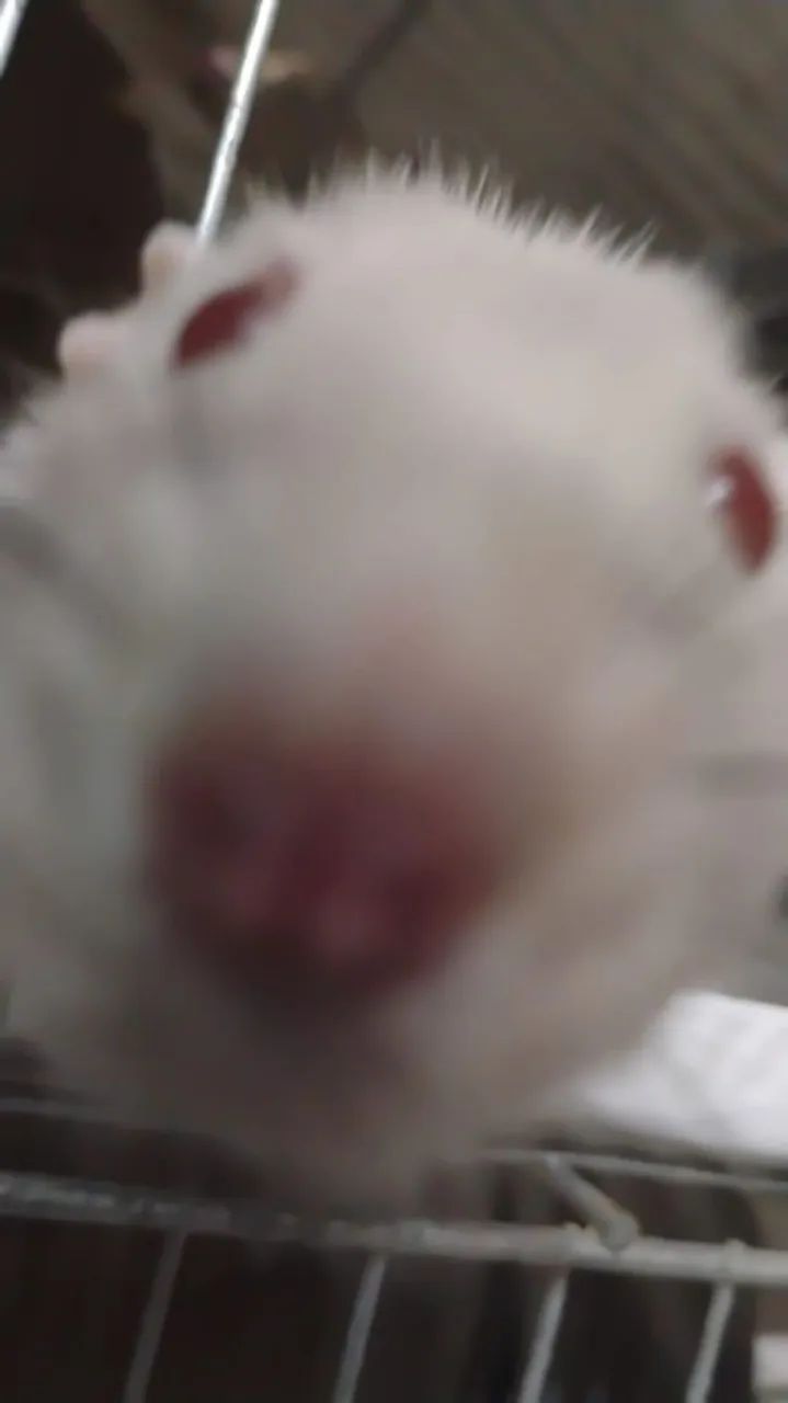 doação urgente rato twister