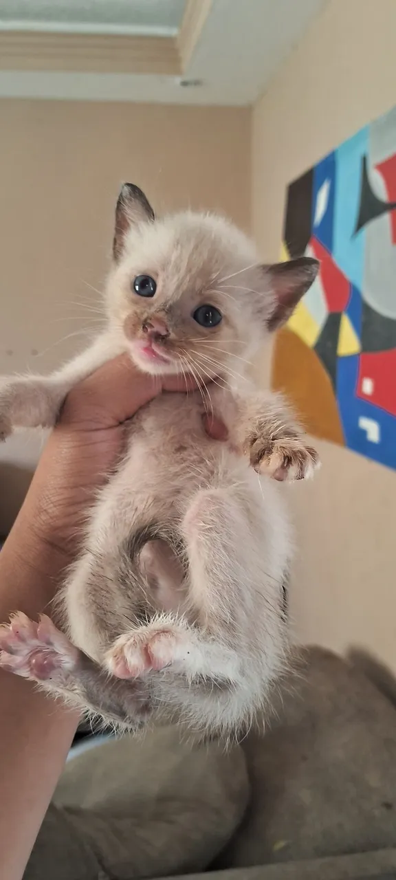 GATINHOS disponíveis para adoção responsável