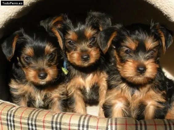 Yorkshire Belos  Filhotes 