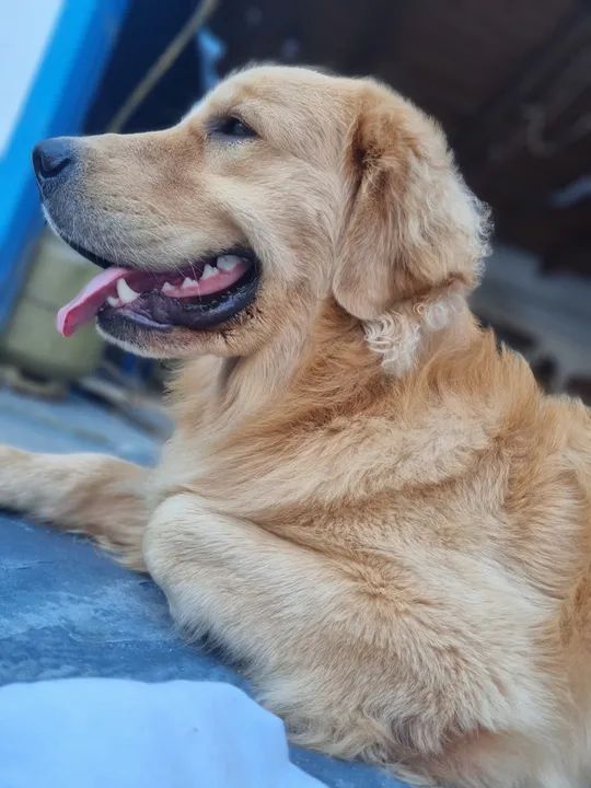 Golden para cruza!  - Foto 3