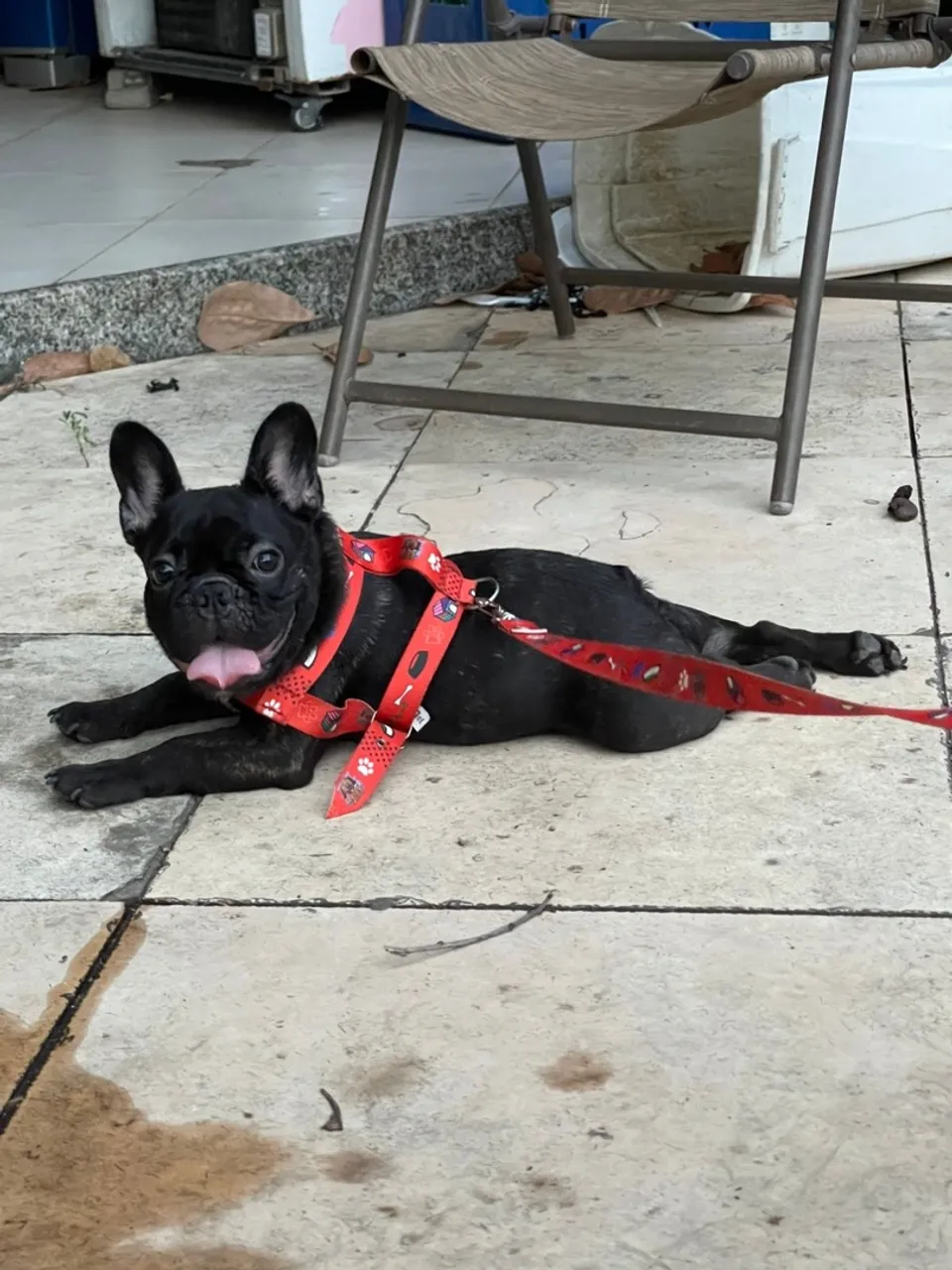 Filhote de Bulldog Francês - Amor e Companhia!