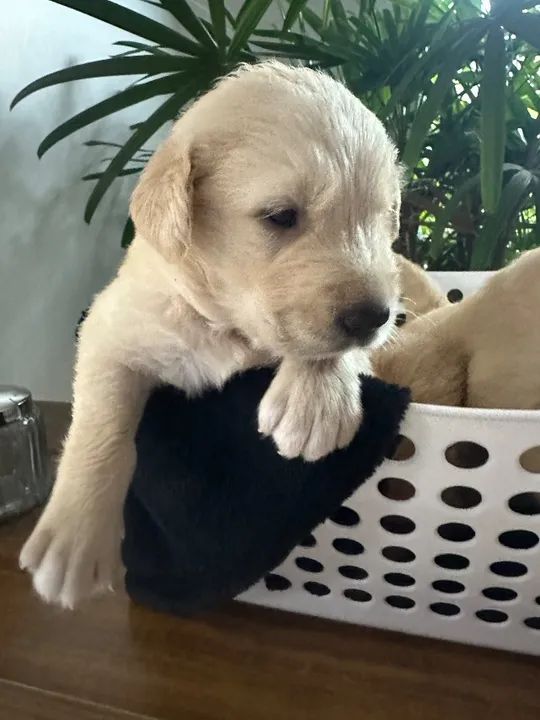 Vendo Filhotes de Golden Retriever - Foto 4
