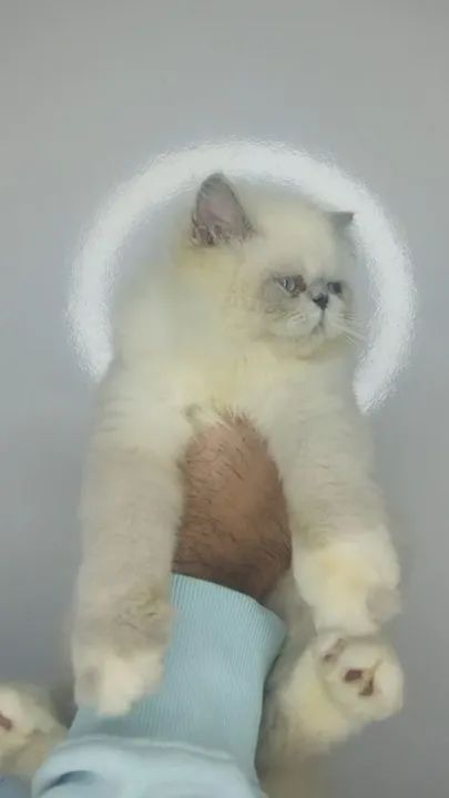 Gato Persa com Pedigree. - Foto 4