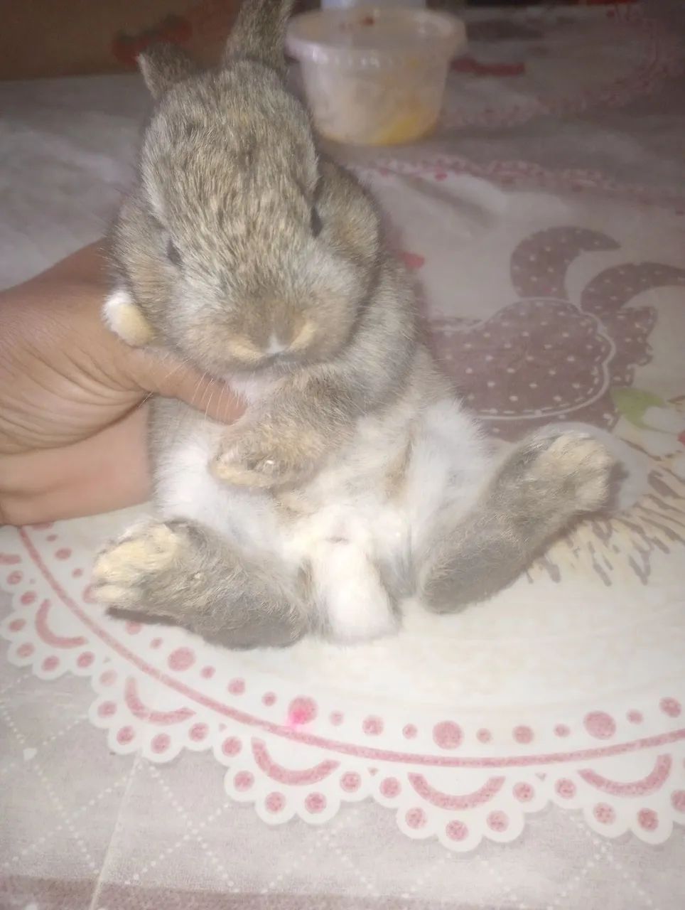 Filhotes de coelhinho  - Foto 2