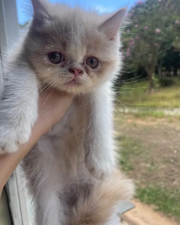 Gato persa  - Foto 3