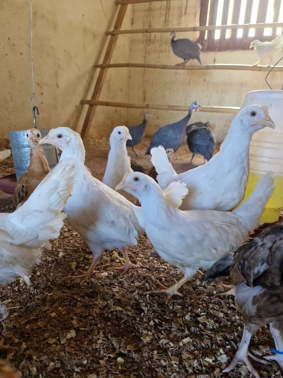 Galinhas e Galos LEGORNE Temos Frangas  - Foto 5