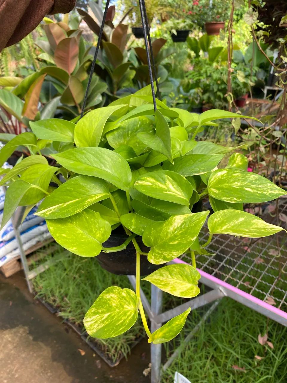 Muda de Jiboia 
