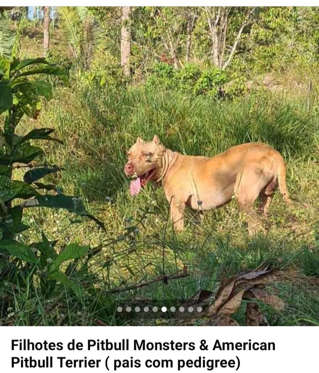 Filhotes de Pitbull Monsters & American Pitbull Terrier
