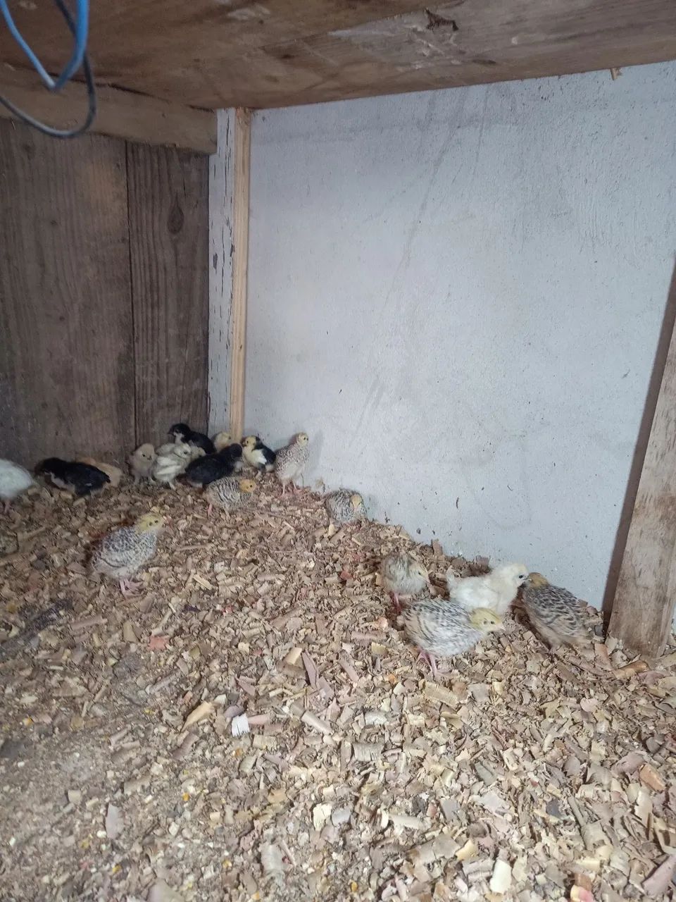 Pintinhos caipira  - Foto 3