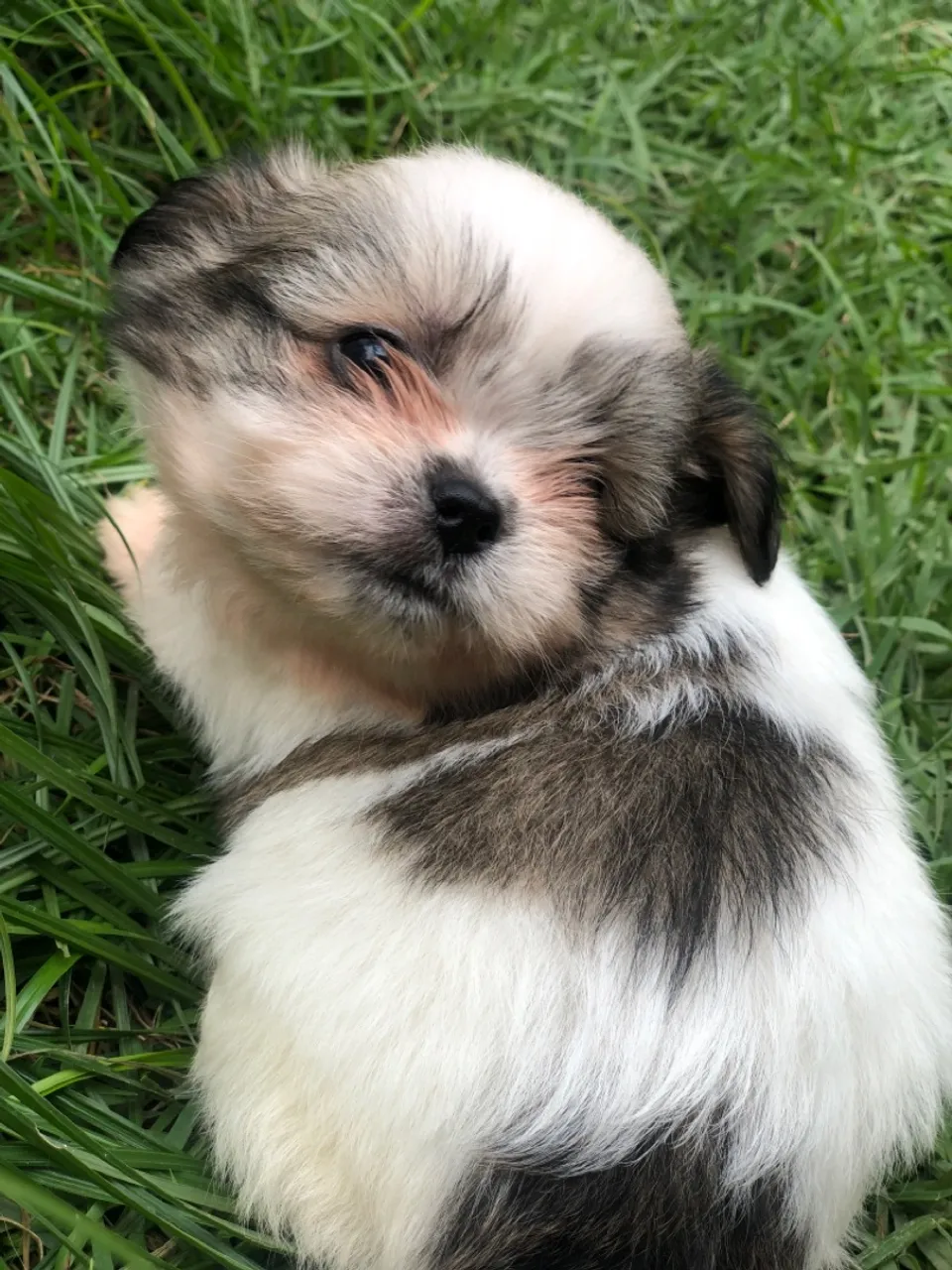 Filhote Shih Tzu: Fofura e Companhia!