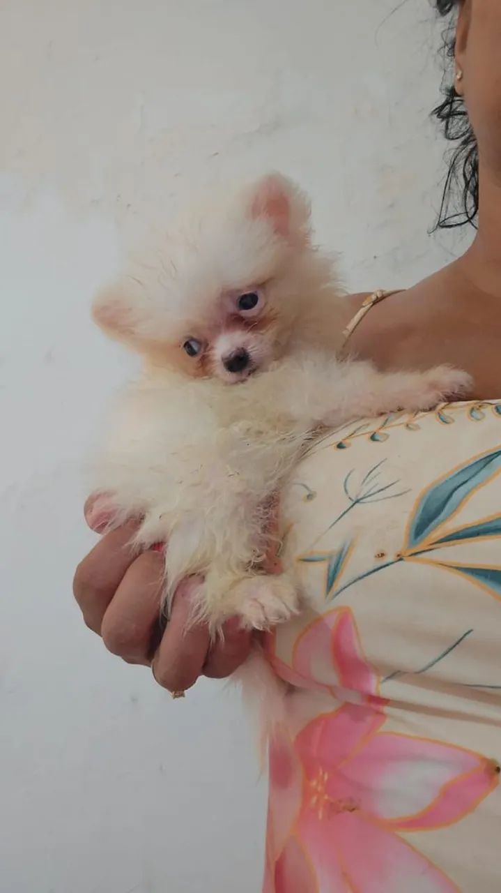 Spitz alemão anão  - Foto 5
