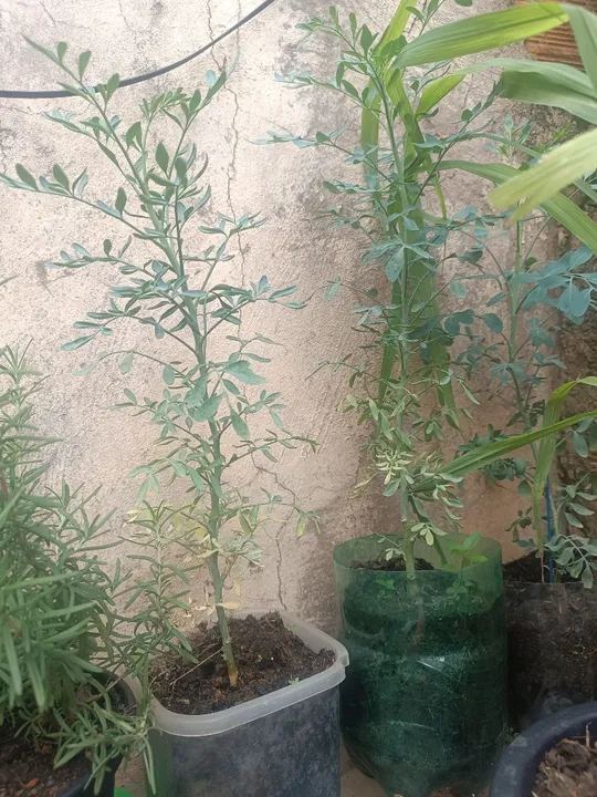 Mudas de arruda