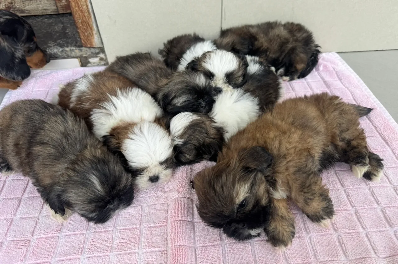 Filhotes Shih Tzu