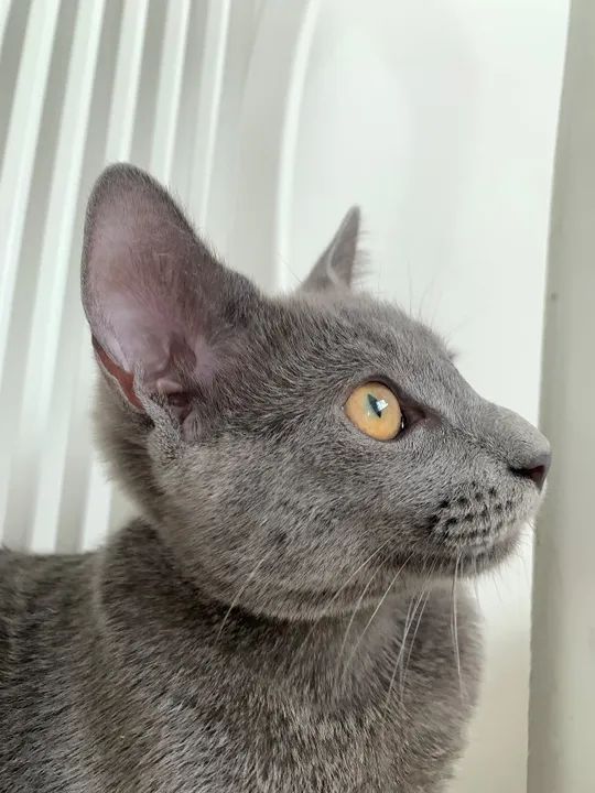 Gato 100% cinza para adoção - Foto 2