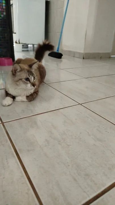 Gato Persa disponível para adoção - Foto 4