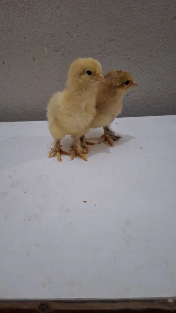 Pintinhos raça brahma - Foto 2
