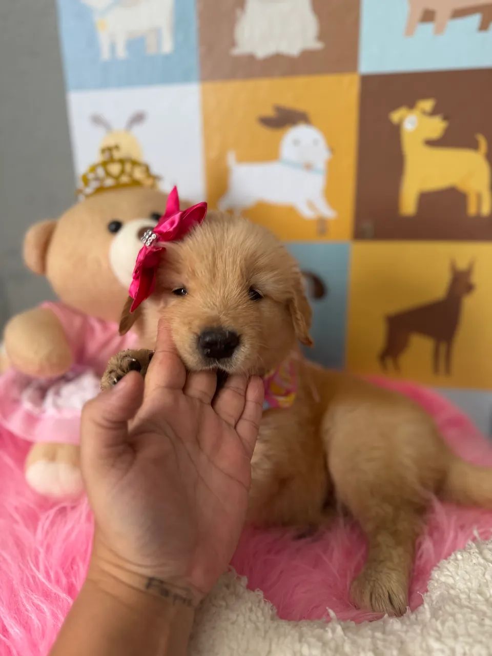 Golden Retriever macho e fêmea Canil legalizado 