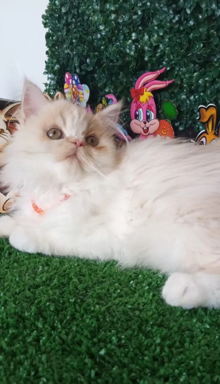 Linda filhote gato persa fêmea.