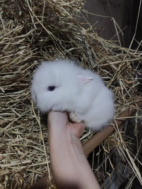 Filhotinhos de mini coelho de raça  - Foto 2