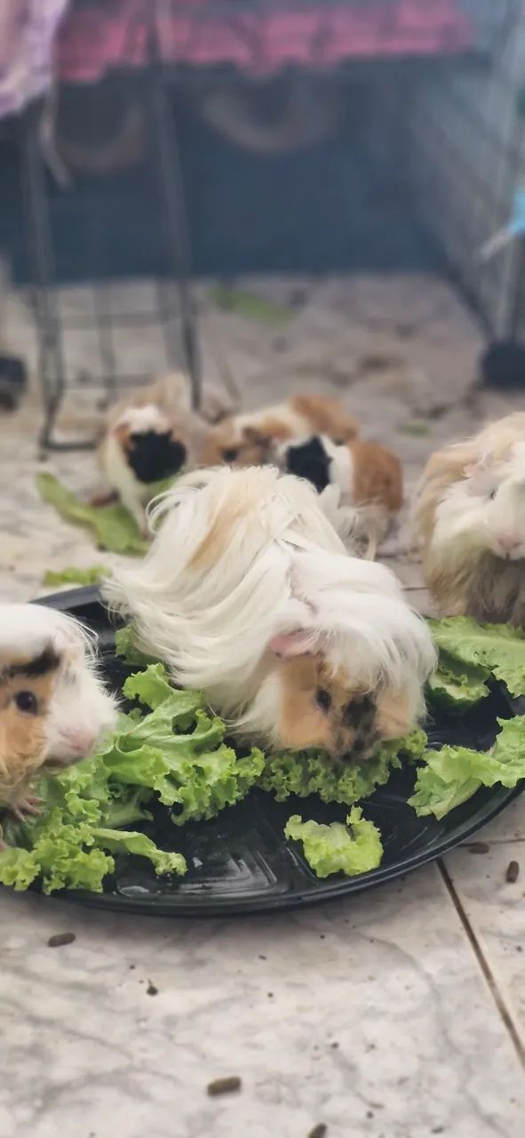 Porquinhos da índia Peruanos