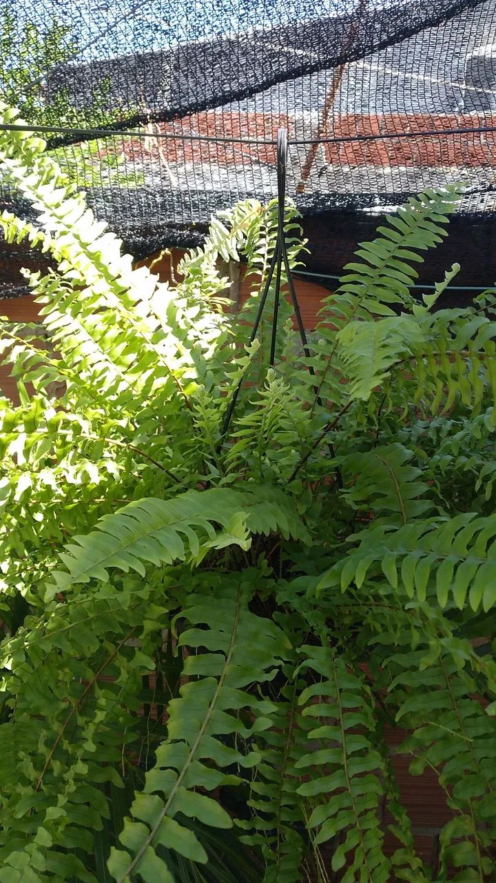 Jardim Tropical com Plantas Ornamentais Diversas - Foto 2