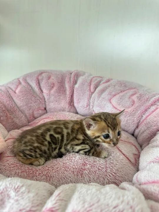 Gatinho Bengal Brown femea e macho