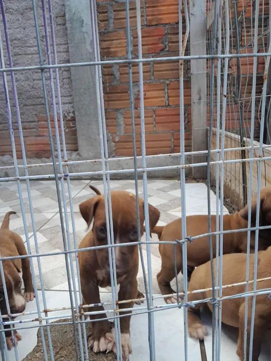 Lindos Filhotes de Pitbull, adquira um amigo dócill. - Foto 5