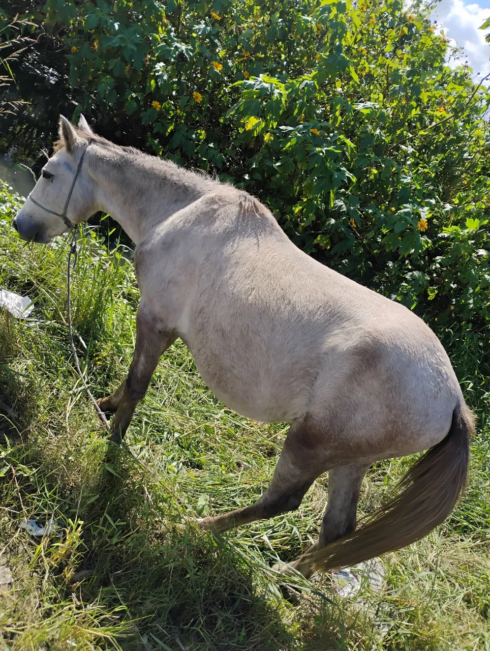 Cavalo um um ano e cinco meses