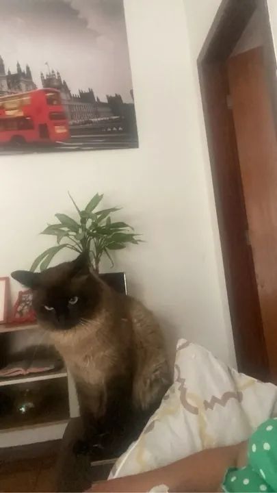 Gato Siamês disponível para adoção