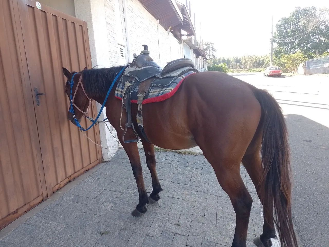 Cavalo QM - Foto 3