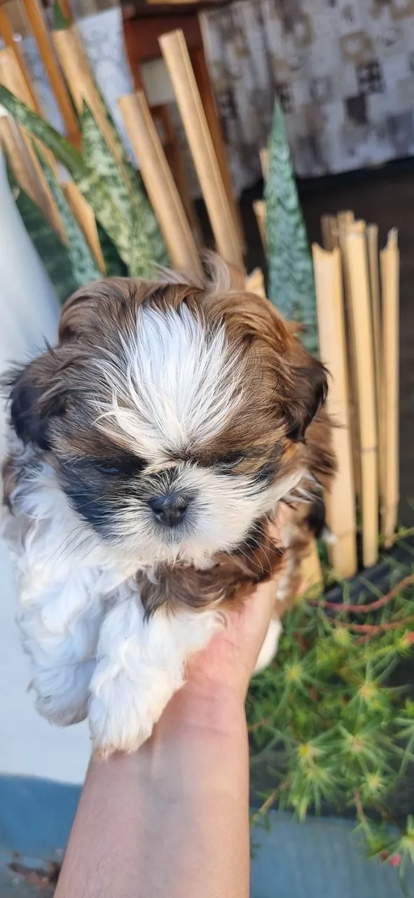 Filhote Shih Tzu disponível