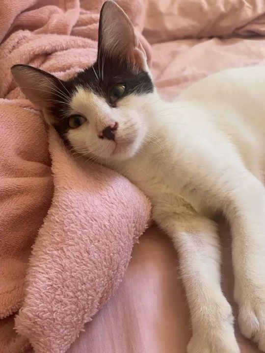 Gatinho para adoção 