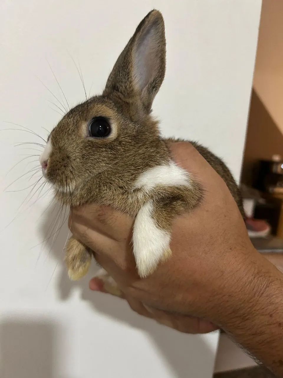 Coelha Netherland - Foto 6