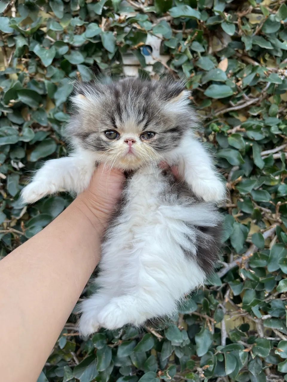 Gato Persa brown mackerel tabby &white - Foto 5