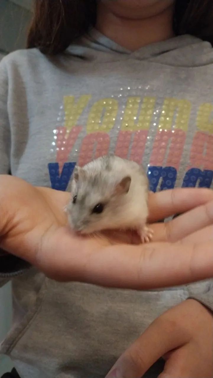 Hamster anão russo  - Foto 2