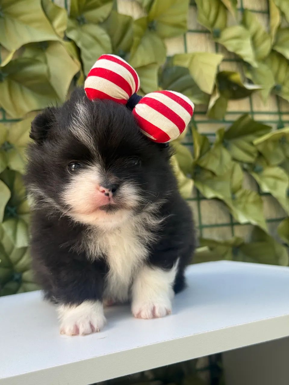 Lulu da Pomerania Anão  - Foto 2