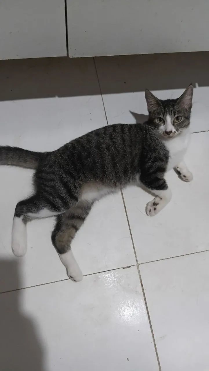Gata pra adoção responsável - Foto 2