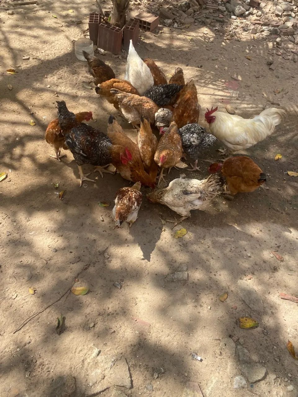 Galos e galinhas 