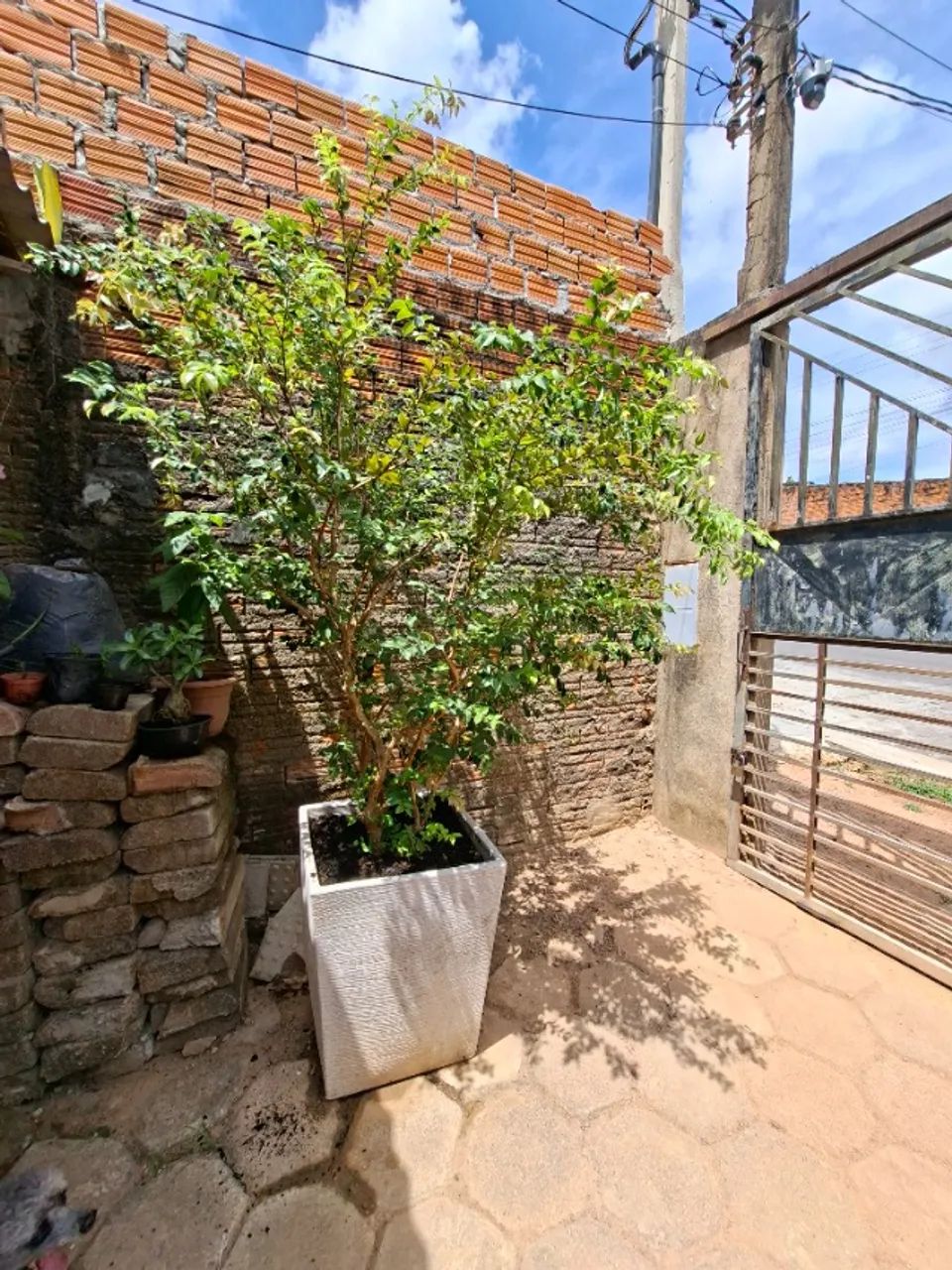 Jabuticabeira no vaso - Foto 4