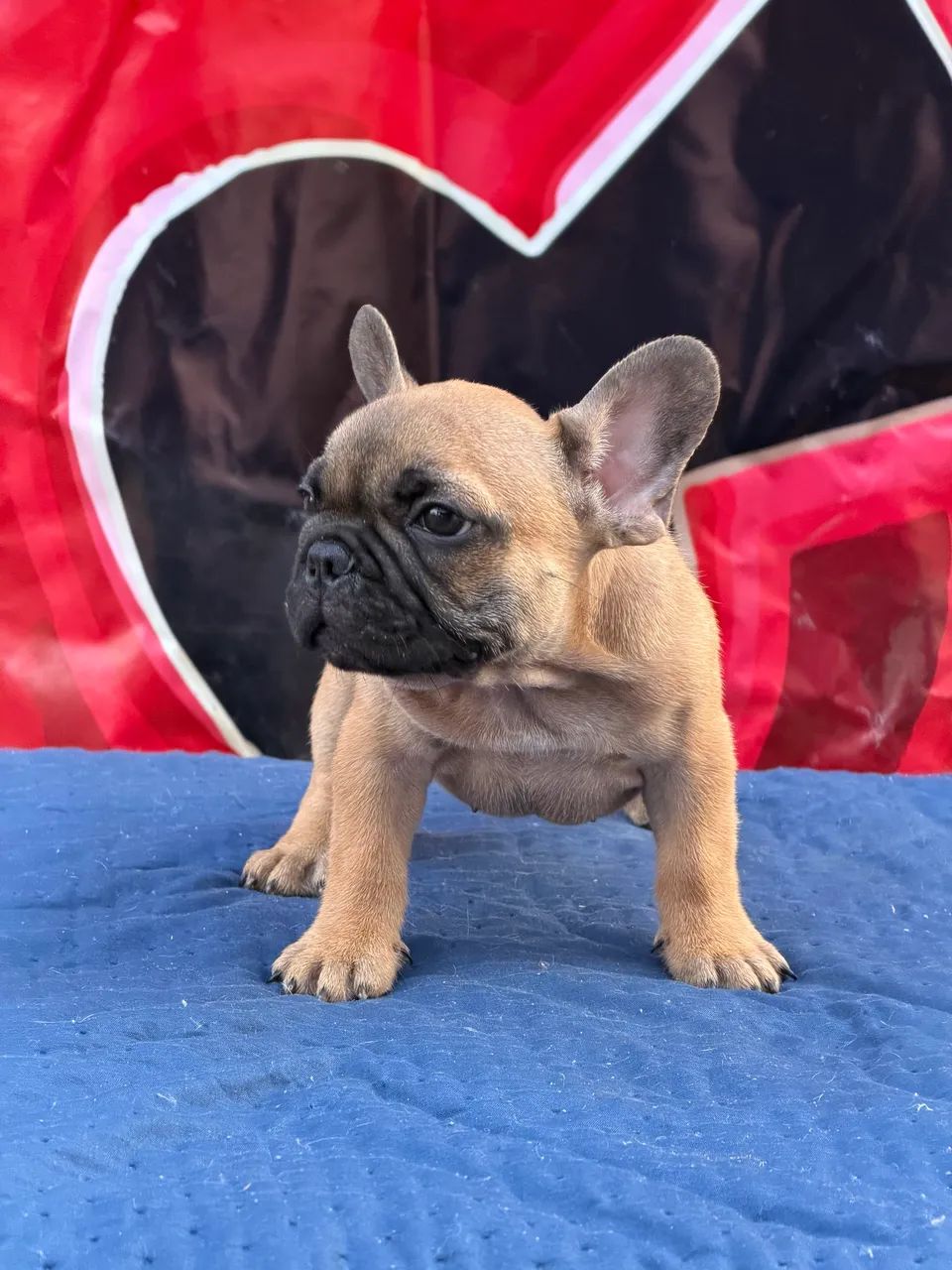 Buldogue Francês Micro Exótico  - Foto 3