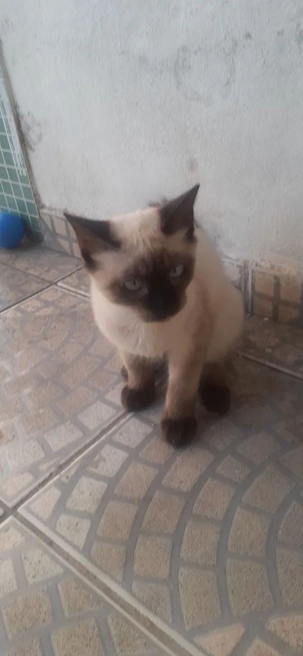 Gato - Foto 2