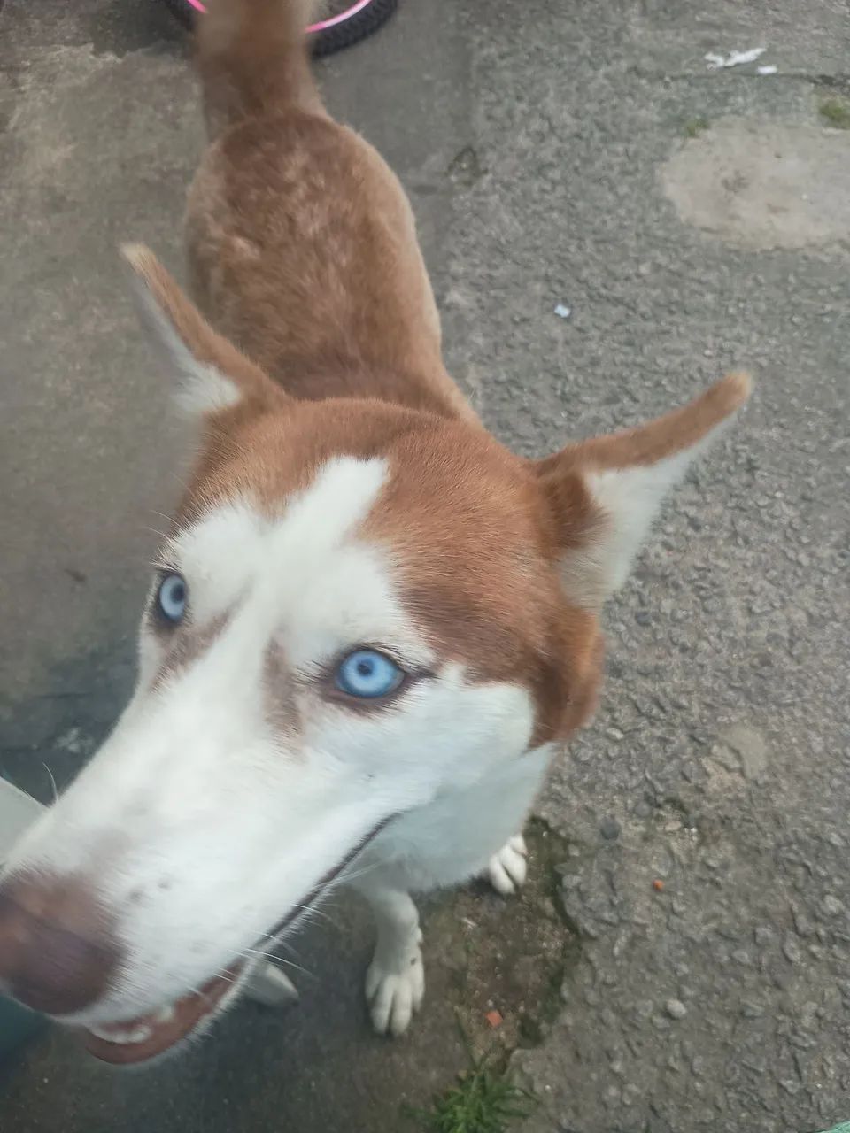 Cachorra husky siberiano - Foto 2