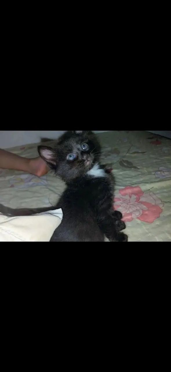 Gato macho 