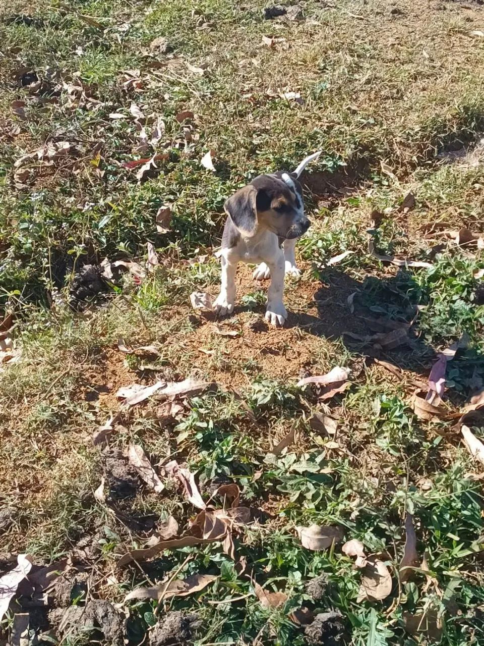 Beagle com americano  - Foto 2