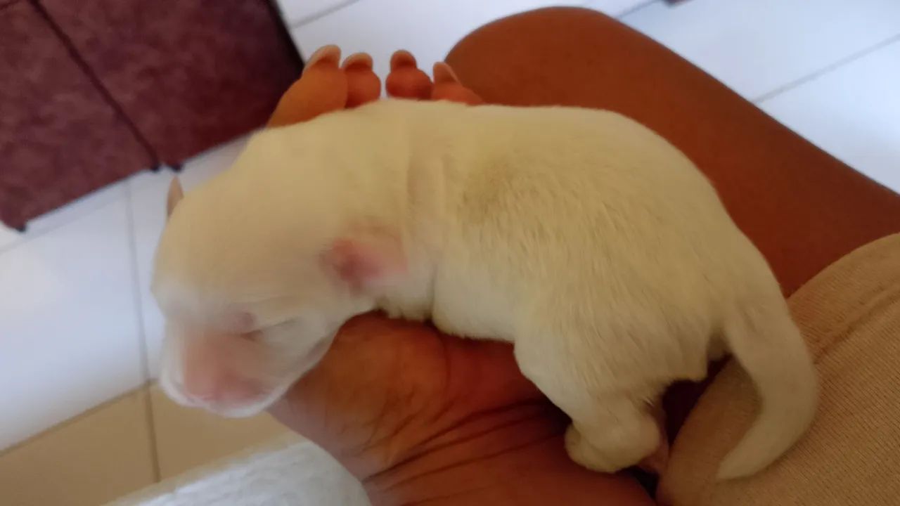 Vendo filhote de Lhasa Apso  - Foto 4