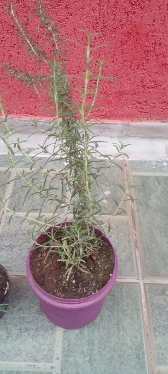 Planta com vaso pendente  - Foto 5
