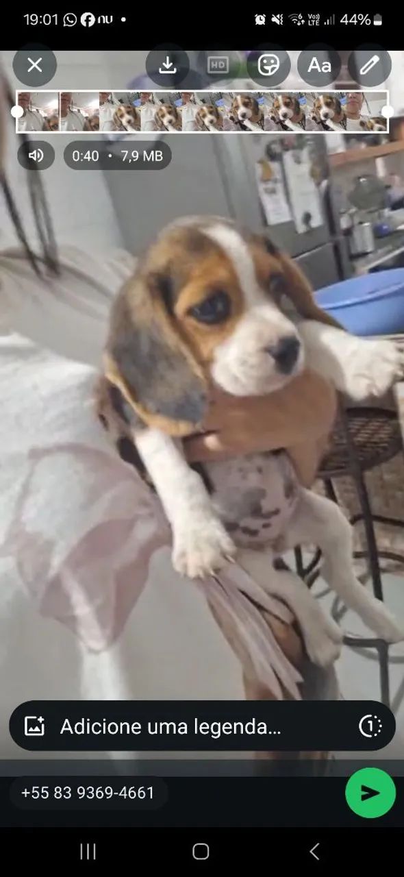 BEAGLE FILHOTE MACHO - Foto 4