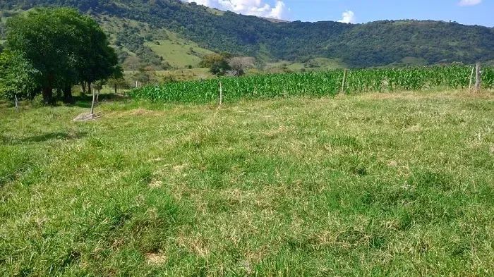 PECUÁRIA - Área Rural 14 Alqueires - Foto 4